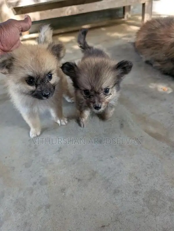 Pomeranian Puppies
