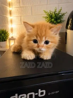 Persian Ginger Kittens