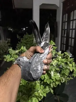 Pigeons