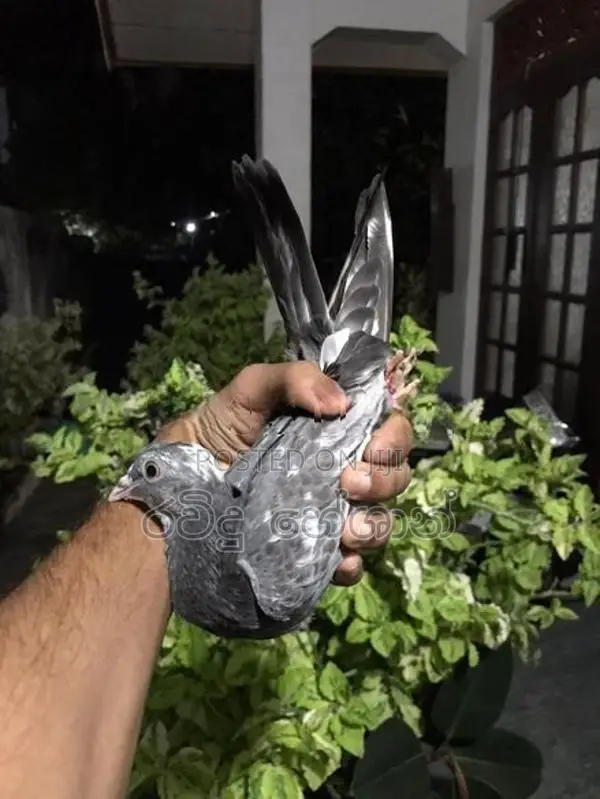Pigeons