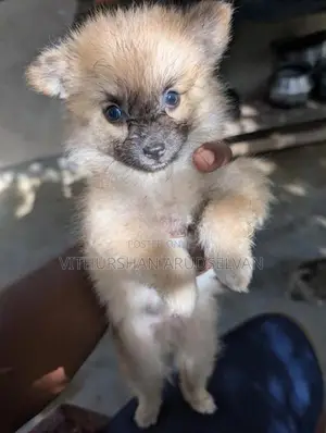 Pomeranian Puppies