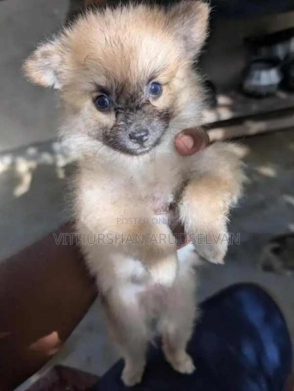 Pomeranian Puppies