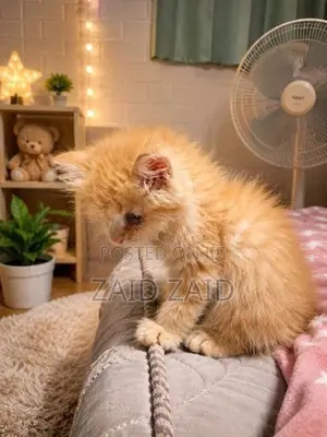 Persian Ginger Kittens