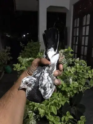 Pigeons