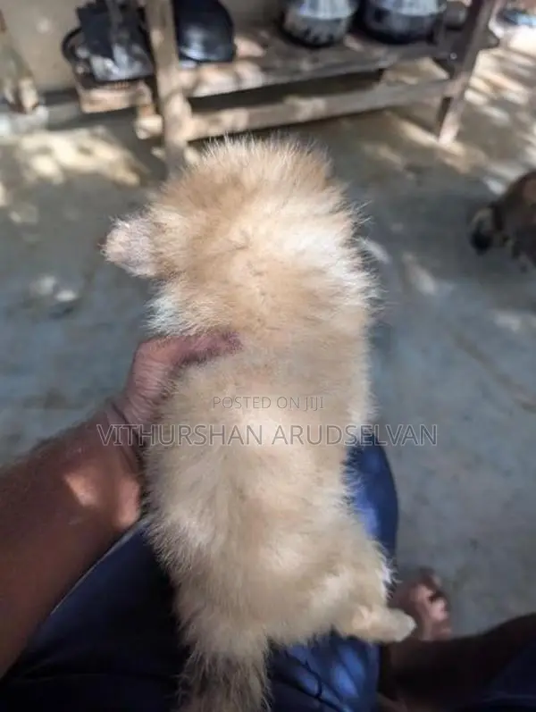 Pomeranian Puppies