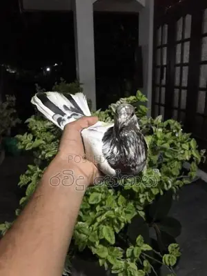 Pigeons