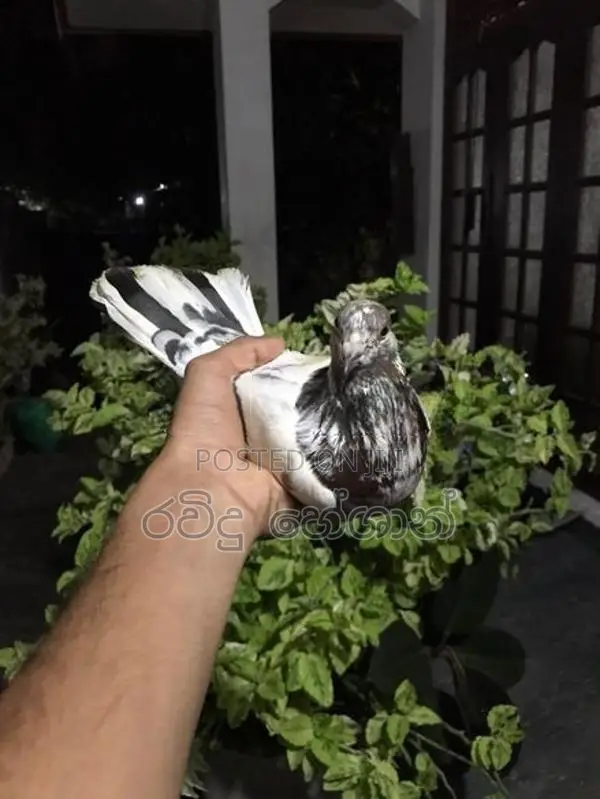 Pigeons