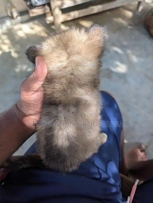 Pomeranian Puppies