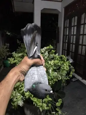 Pigeons
