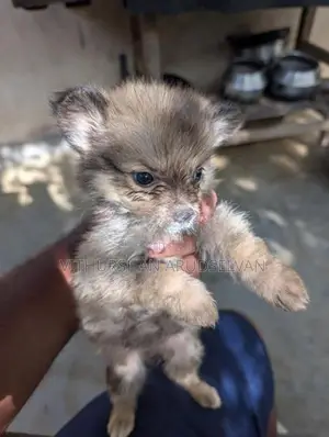 Pomeranian Puppies