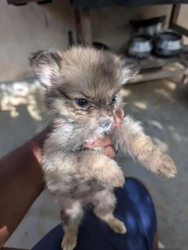 Pomeranian Puppies