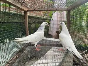 Pigeon