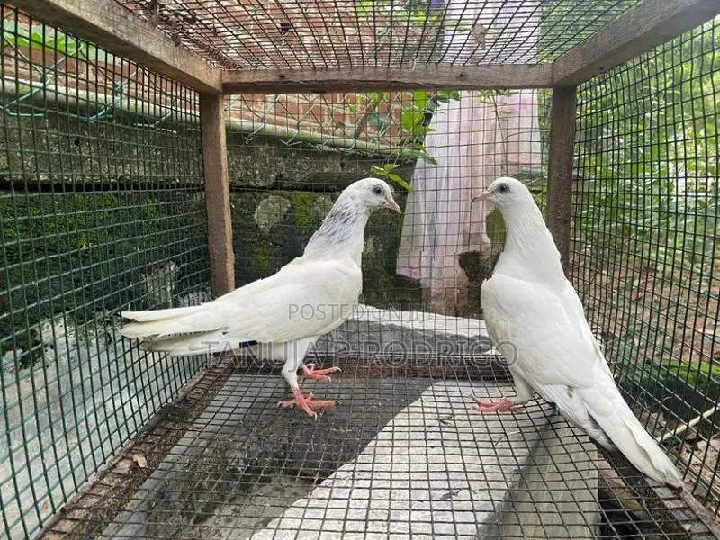 Pigeon