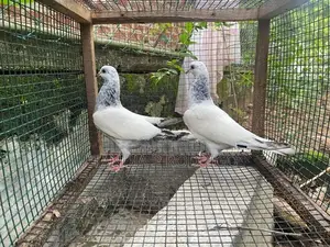 Pigeon
