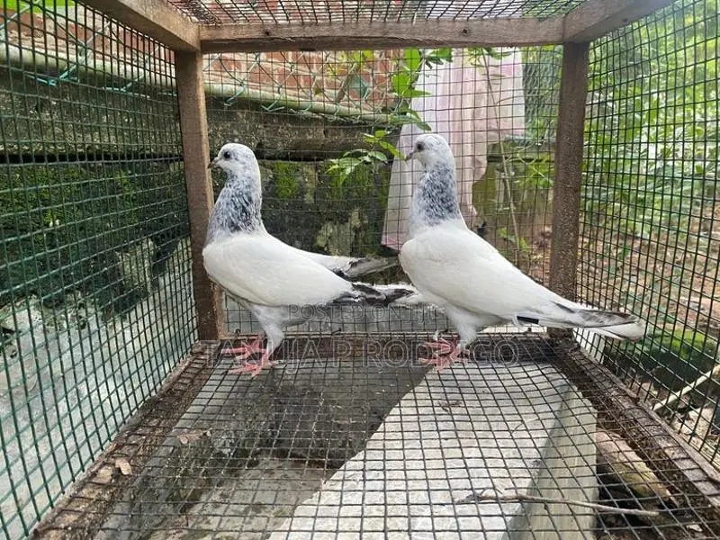 Pigeon