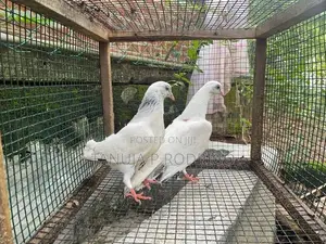 Pigeon