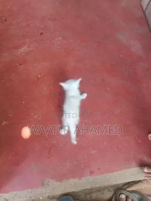 Persian Kittens
