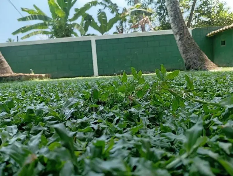 තණකොළ පැදුරු