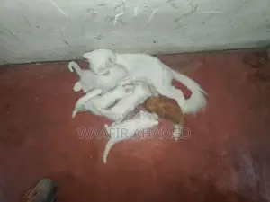 Persian Kittens