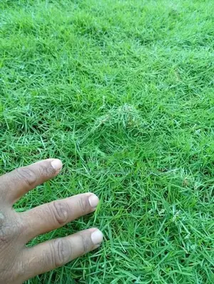 තණකොළ පැදුරු