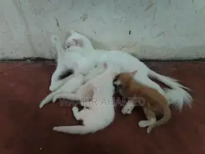 Persian Kittens