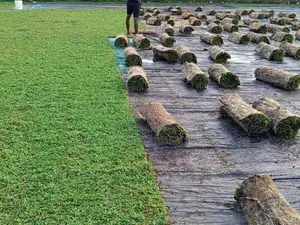 තණකොළ පදුරු