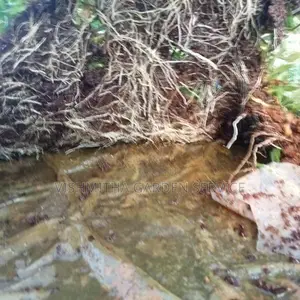 තණකොළ පැදුරු