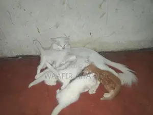 Persian Kittens