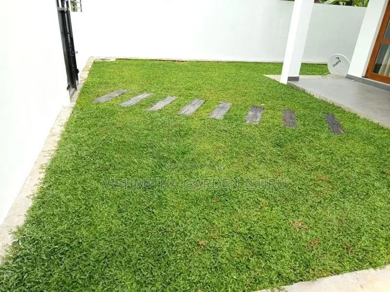 තණකොළ පදුරු