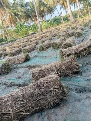 තණකොළ පැදුරු