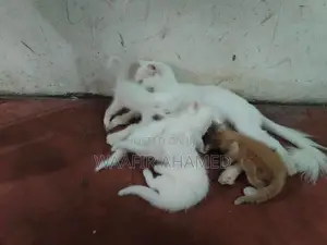 Persian Kittens