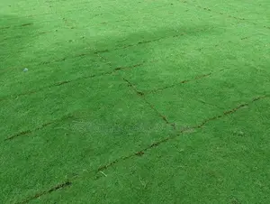 තණකොළ පදුරු