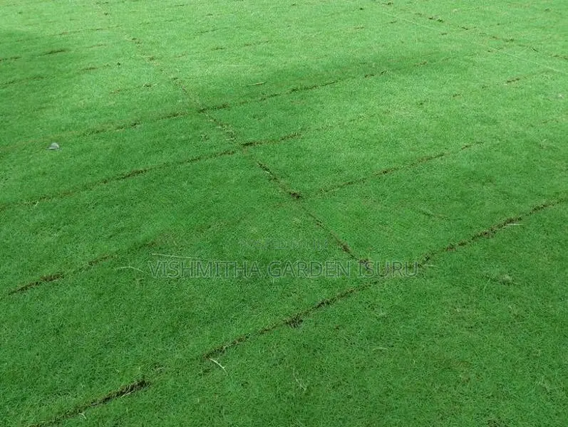 තණකොළ පදුරු
