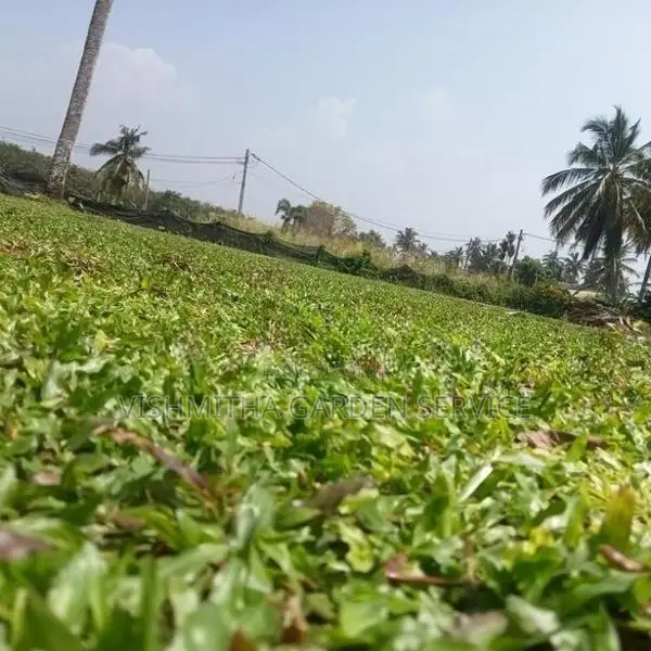 තණකොළ පැදුරු