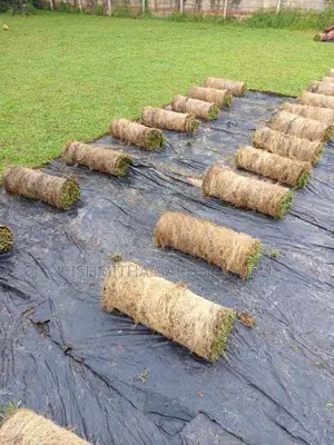 Grass Carpet