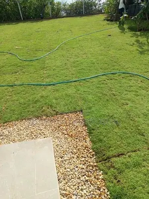 Grass Carpet