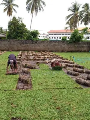 Australian Grass