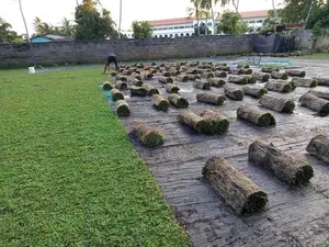 Australian Grass