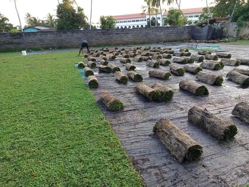 Australian Grass