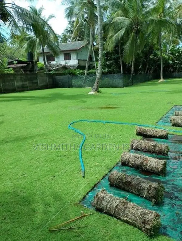 Australian Grass