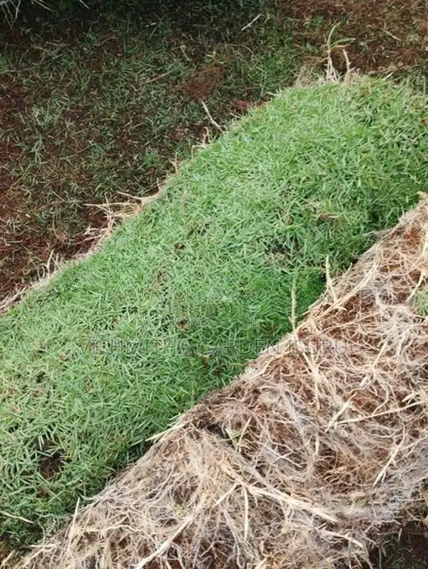 Australian Grass