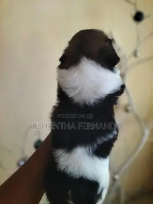 Shih Tzu Puppies