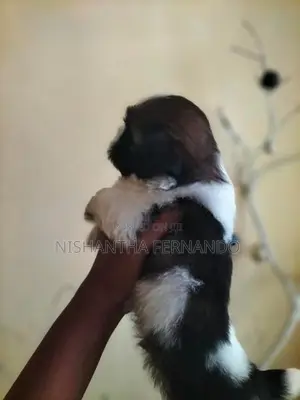 Shih Tzu Puppies