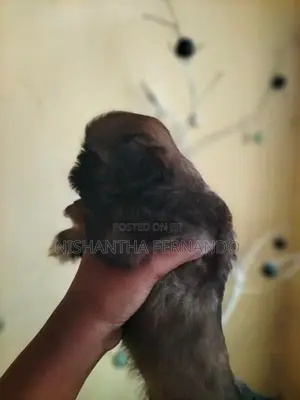 Shih Tzu Puppies