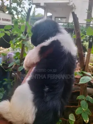 Shih Tzu Puppies