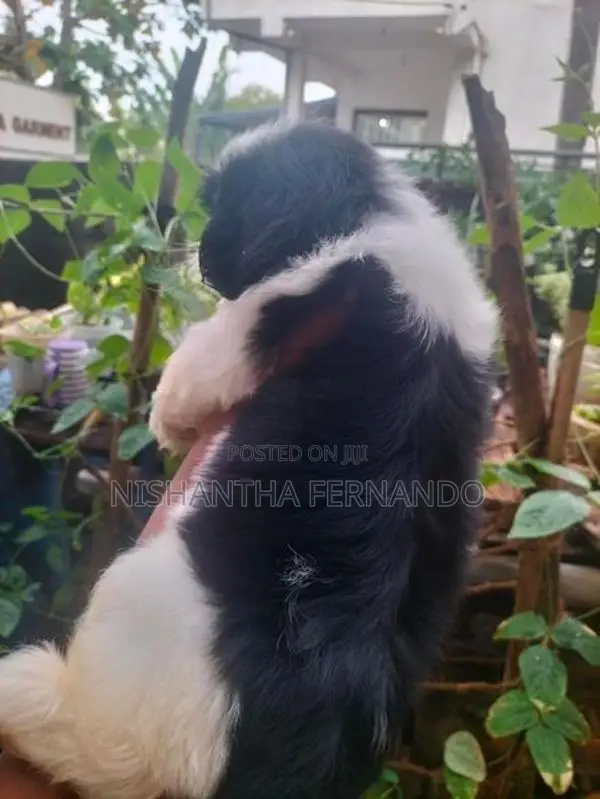 Shih Tzu Puppies