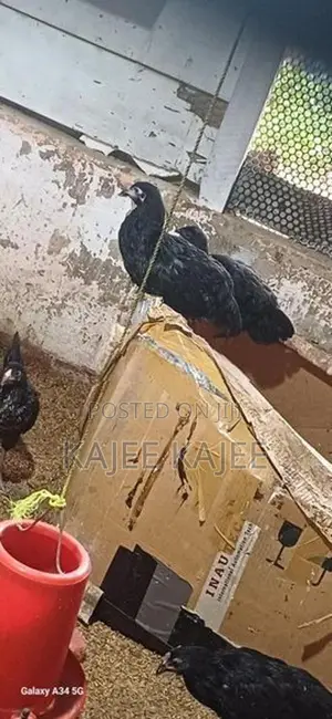 முட்டை கோழி