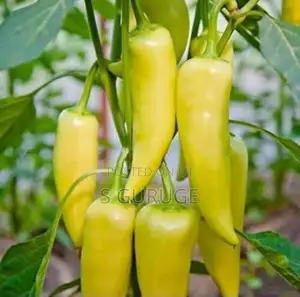 Malumuris Pala