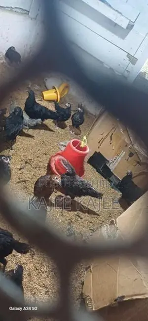 முட்டை கோழி