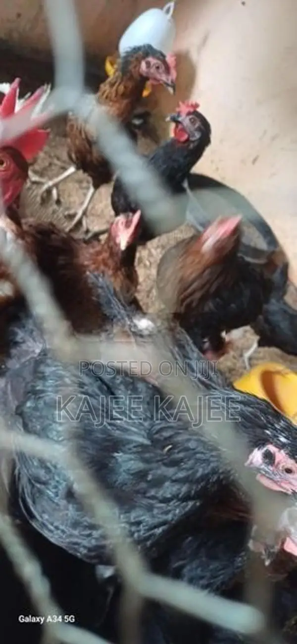 முட்டை கோழி